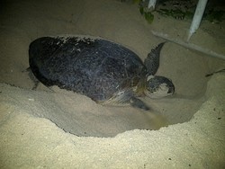 Jaring Penyu di Area Konservasi Derawan Kaltim, 2 Kapal Ditangkap