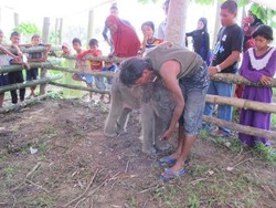 Raju, Anak Gajah Sumatera Mati di Pusat Pelatihan karena Malnutrisi