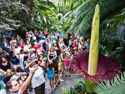 Bunga Bangkai Sumatera Juga Mekar di AS