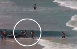 Diserang Hiu di Pesisir Brasil, Turis Wanita Meninggal Dunia