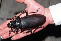 Awas! Kumbang Raksasa Ada di Amerika Selatan