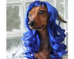 Lucunya, Wig Anjing yang Terinspirasi dari Rambut Katy Perry 