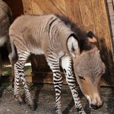 Keledai Kawin dengan Zebra? Ini Dia Hasilnya!