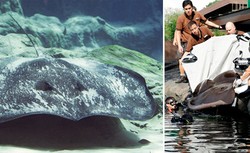 Ikan Pari Air Tawar Raksasa Berenang di Singapura