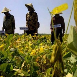 Produksi Kedelai RI Rendah, Ini Penjelasan Kementan