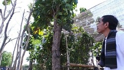  Jokowi Cek Perkembangan Taman di Waduk Pluit