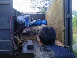 Loncat dari Truk dan Mengamuk di Jalanan, 6 Sapi Ditembak Polisi