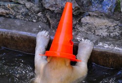 Kerucut Marka Jalan Dijadikan Mainan Oleh Beruang di Ceko