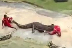 Buaya Caplok Kepala Pawang di Thailand, Wisatawan Shock