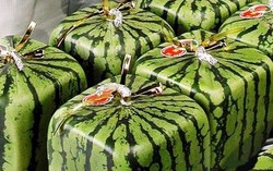 Di Rusia Semangka Kotak Dijual Rp 7,2 Juta Per Buah