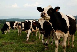 Seekor Sapi Mati, Es Krim Dicurigai Bisa Sebarkan Rabies