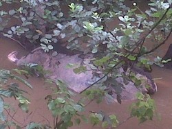 Jangan Sampai Gajah Hanya Tinggal Menjadi Cerita