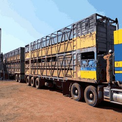 Hari Selasa, Priok Kedatangan 1.478 Sapi Siap Potong Asal Australia