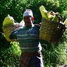 Rahasia Penambang Belerang Memikul Beban Melebihi Berat Badan