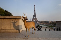 Paris Kedatangan Turis Tak Biasa: Seekor Rusa!