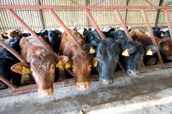 Impor, Pilihan Instan Turunkan Harga