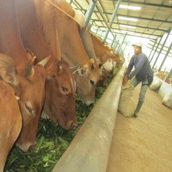 Impor 1.478 Ekor Sapi Potong, RI Kirim Dokter Hewan ke Australia