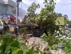  Pohon Tumbang di Medan Timpa Mobil, Tak Ada Korban
