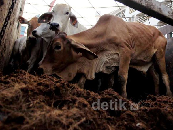 1.478 Ekor Sapi Australia Merapat ke Jakarta