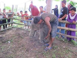 4 Gajah Tewas di Aceh, Wakapolri Dukung Lahirnya Komnas Perlindungan Hewan