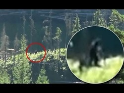 Heboh Video Penampakan Bigfoot di Kanada