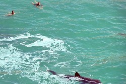 Berenang Bareng Hiu di Lautan Inggris, Tak Usah Takut Digigit