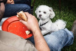 Alami Lumpuh, Testis Dikunyah Anjing Peliharaan Tak Terasa