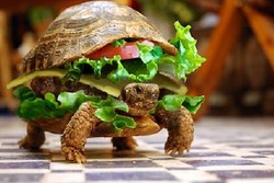 Traveler Selundupkan Kura-kura Jadi Burger di Bandara China