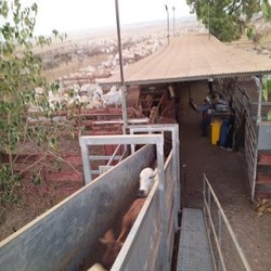 Butuh Waktu 6 Hari Angkut 4.817 Ekor Sapi dari Darwin ke Jakarta