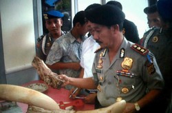 Warga Serahkan Gading Gajah Si Geng Ke Polisi di Aceh Jaya