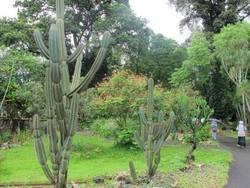 Kebun Raya Bogor Banyak Dikunjungi Wisman Eropa