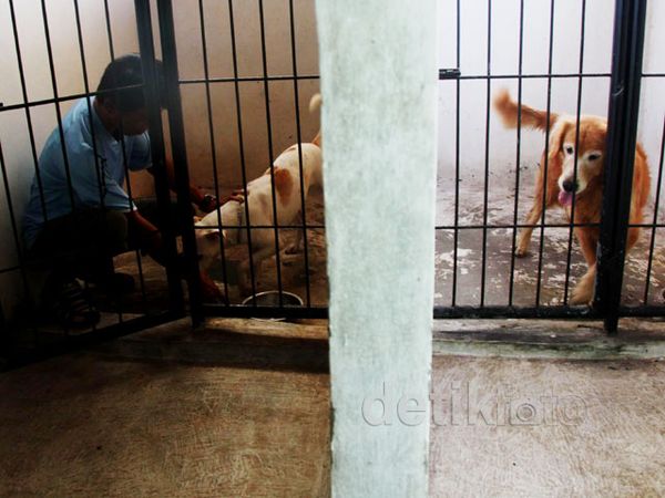 Jelang Lebaran, Tempat Penitipan Hewan Ramai