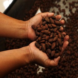 Kalla Group Bangun Pabrik Cokelat Rp 350 Miliar di Sulawesi Tenggara