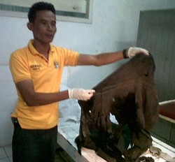 Diseret Motor, Sekujur Tubuh Sisca Yofie Lecet