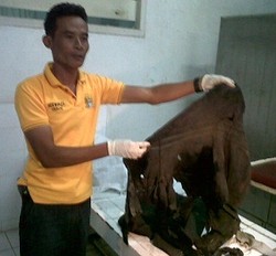 Autopsi Kelar, Ini Luka-luka Mengenaskan yang Dialami Sisca 