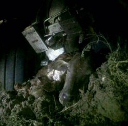 Ini Cerita Norman Kamaru yang Naik Lion Air Penabrak Sapi