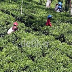 Selain Garam dan Singkong, RI Juga Impor Teh Dari 5 Negara