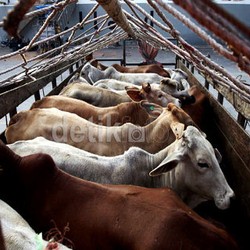 8.000 Ekor Sapi Impor Siap Potong Masih di Kandang Para Importir