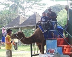 Bila Unta Afrika Kelelahan Ditunggangi Pengunjung Ragunan