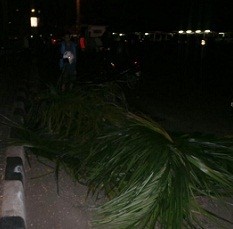 Bruk...Pohon Palem yang Ditabrak BMW Mewah Tumbang