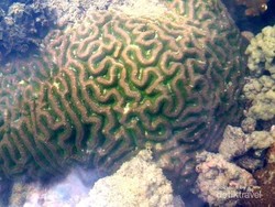 Libur Lebaran ke Anyer, Temui Banyak Terumbu Karang yang Cantik