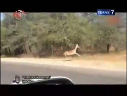 Cheetah Serang Impala di Taman Nasional