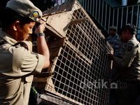 PKL Pasar Tanah Abang Digusur