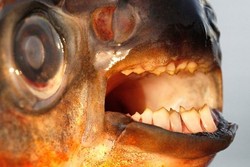 Awas! Ada Ikan Pemakan Testikel di Swedia