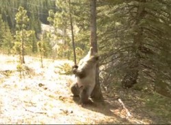 Beredar, Rekaman Kocak Beruang Striptis di Hutan Kanada