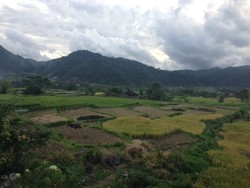 Kayu Aro, Puncak Ala Sumatera Barat