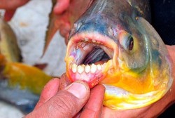 Ikan Pemakan Testis Muncul di Swedia, Lelaki Diimbau Tak Renang Telanjang