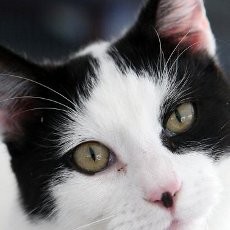 Tewas di Rumahnya, Mayat Wanita Inggris Digerogoti Kucing Peliharaan