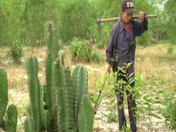 Pemulung Bom, Profesi Paling Berbahaya di Dunia