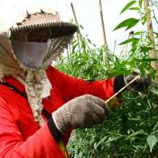 Kawinkan Ribuan Bunga, Polinator Hanya Dibayar Rp 3 Ribu Per Jam